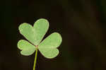 Slender yellow woodsorrel